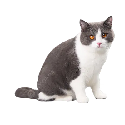 Кот милые пушистые фотографии картинки PNG , Кошка, коты, Фотография  натюрморта PNG рисунок для бесплатной загрузки