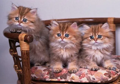 Фотообои Пушистые котята на стену. Купить фотообои Пушистые котята в  интернет-магазине WallArt