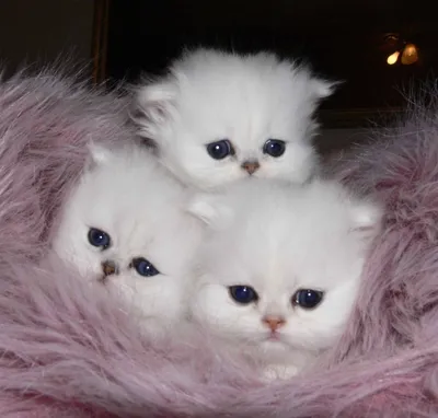 Влюблённые пушистые коты в мыльных…» — создано в Шедевруме