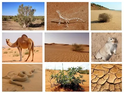 Животные пустынь и полупустынь