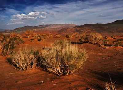 Почвы полупустынь и пустынь: география, условия образования и особенности |  Грунтовозов | Дзен