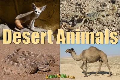15 странных животных пустыни. Часть 3. | Animal of the World | Дзен