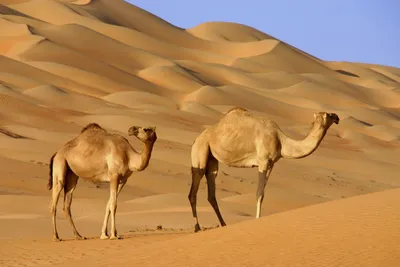Верблюд Животные Пустыни Крупным - Бесплатное фото на Pixabay - Pixabay