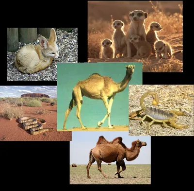 Животные пустыни — Письма о Ташкенте