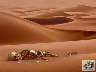 Ученые доказали, что Сахара периодически превращалась в "рай" - Российская  газета