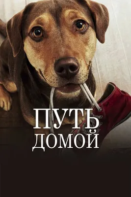 Путь домой (2019) - Постеры — The Movie Database (TMDB)