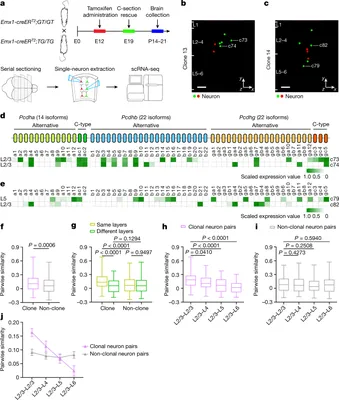 Frontiers | ATG8-Interacting Motif: Evolution and Function in Selective  Autophagy of Targeting Biological Processes