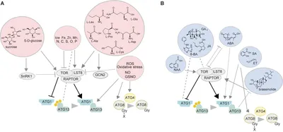 IJMS | Free Full-Text | Mechanisms of Endoplasmic Reticulum Protein  Homeostasis in Plants