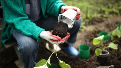 Врачи дали советы для сохранения здоровья при работе в огороде : Псковская  Лента Новостей / ПЛН