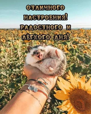 Открытки "Доброго дня!" и "Хорошего настроения!" (224 шт.)