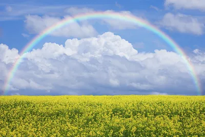 Аппликация из пластилина на цветном картоне " Радуга 🌈 в облаках".  Пошаговая инструкция с фото для детей. | Лепим с Таней | Дзен