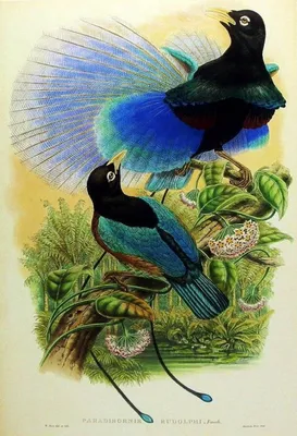 Райские птицы, поражающие своей красотой | Жизнь Земли | Дзен