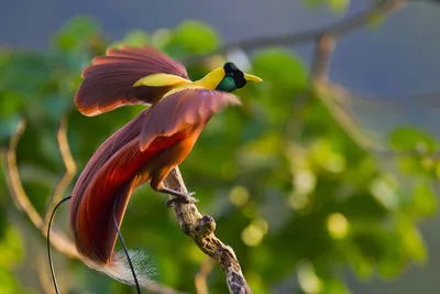 Остров райских птиц - 63 фото