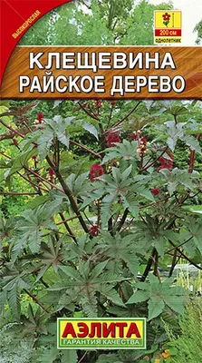 Купить семена Клещевина Райское дерево от Аэлита, 4738