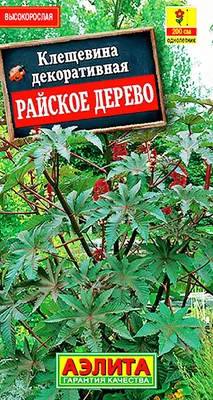 Однолетнее и ядовитое «райское дерево» | ПлодоВито | Дзен