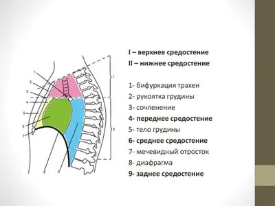 Рентгеновская диагностика заболеваний верхнего средостения | Второе мнение