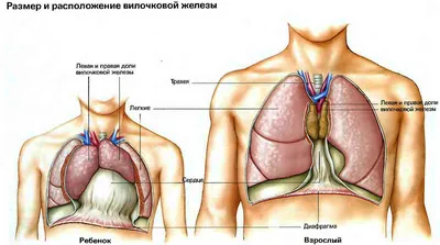 Диагностика и хирургическое лечение нейрогенных опухолей средостения – тема  научной статьи по клинической медицине читайте бесплатно текст  научно-исследовательской работы в электронной библиотеке КиберЛенинка