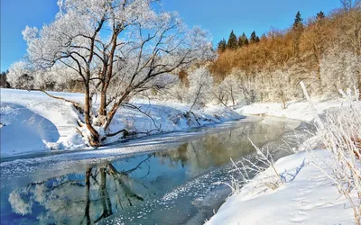 Ранняя весна, цветок - Весна - Природа - Картинки на рабочий стол