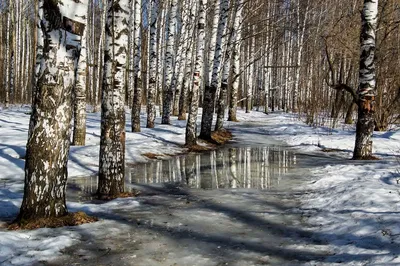 Фото Весна в лесу