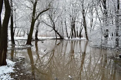 Ранняя Весна в лесу - фото и картинки: 33 штук