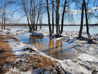 Картинка Ранняя весна в сосновом лесу » Весна » Природа » Картинки 24 -  скачать картинки бесплатно