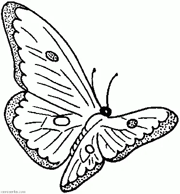 Раскраска Бабочки, набор из 10 картинок - - скачать на Wildberries Цифровой  | 120814