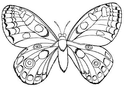 Раскраска Бабочка с волнистой раскраской распечатать или скачать
