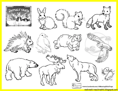 Раскраски Дикие животные для детей 3 4 лет (37 шт.) - скачать или  распечатать бесплатно #3086
