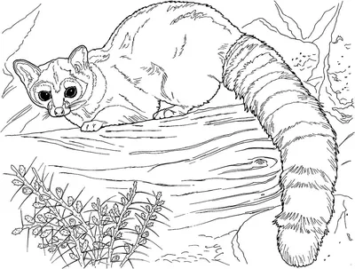 Рисунки диких животных для раскрашивания (48 фото) » рисунки для срисовки  на Газ-квас.ком