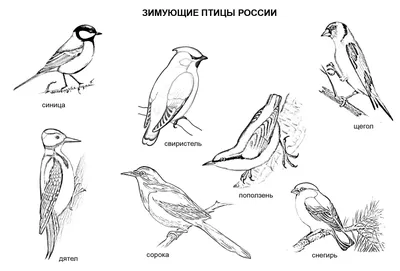 Раскраска осенняя - птицы на яблоневой ветке | Раскраски, Раскраски для  детей, Для детей