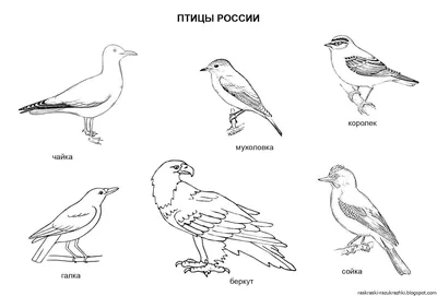 Раскраска Перелетные птицы распечатать бесплатно