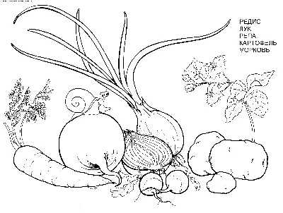 Раскраска Овощи с огорода | Раскраски , рисунки и картинки овощей
