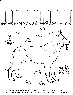 Раскраска Немецкая овчарка | Раскраски собак, рисунки собак, картинки собак