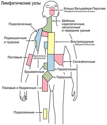 Что такое лимфаденопатия: симптомы, способы лечения, диагностика | Пикабу
