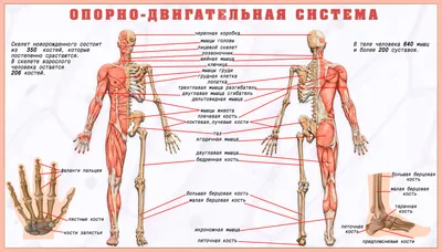 Расположение органов в теле | За гранью Непознанного | Дзен