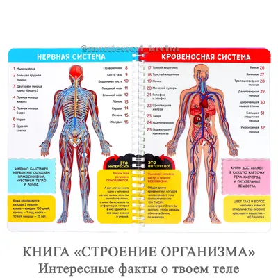 Строение человека (внутренние органы): 30 фото с надписями