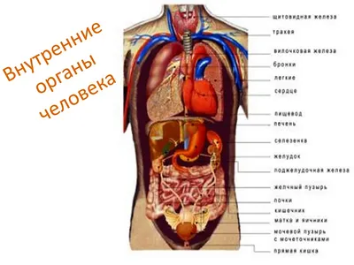 Как расположены внутренние органы человека, фото? | Биологически активные  точки, Рефлексология, Иглоукалывание