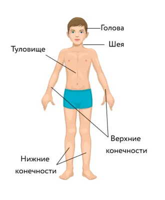 Расположение органов в теле человека картинки