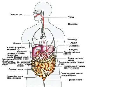 Билим булагы – Биология:Органы и системы органов человека