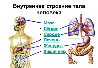 Какие группы мышц выделяют в теле человека?