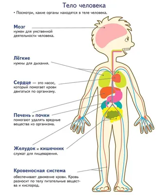 Боли в мышцах - лечение, симптомы, причины, диагностика | Центр Дикуля