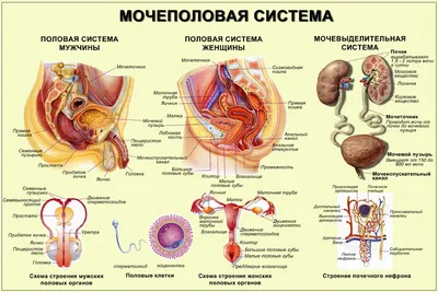 Органы человека: расположение в картинках. Анатомия частей тела