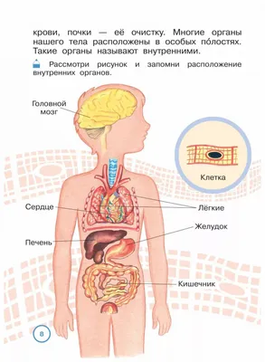 Картинки с органами человека для учеников 4 класса