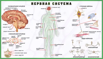 Внутренне строение человеческих органов, расположение внутренних органов у  человека