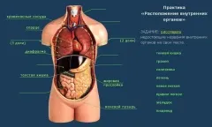 Проекционные зоны внутренних органов на теле человека - узнайте себя лучше!  - ОРГАНИЗАЦИЯ МЕДИЦИНСКОЙ ПОМОЩИ СЕЛЬСКОМУ НАСЕЛЕНИЮ