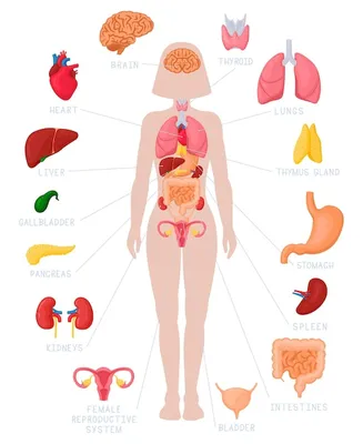 Human Internal Organs Изображения – скачать бесплатно на Freepik