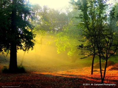 Фотообои Рассвет в лесу 0269 купить в Воронеже, фото и цены