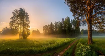 Рассвет в лесу (56 фото) | Пейзажи, Гранд титон, Лес