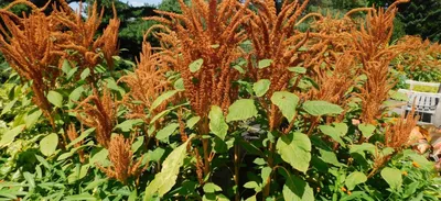 Амарант трехцветный Перфекта Amaranthus tricolor Perfecta - купить семена  цветов с доставкой по Украине в магазине Добродар