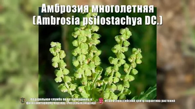 Аллергия на амброзию: как избавиться от недуга | Экспертиза на РБК+ Кавказ